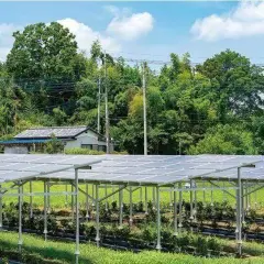 Jakie korzyści oferuje agrofotowoltaika dla rolnictwa i energetyki