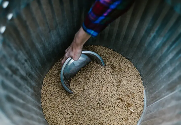 Nabieranie łopatką pelletu z wierzby do produkcji biomasy.